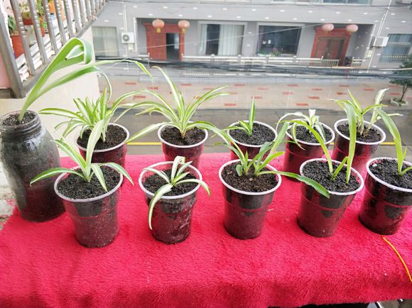 为什么养的吊兰特别嫩,水培吊兰叶子黑尖怎么回事