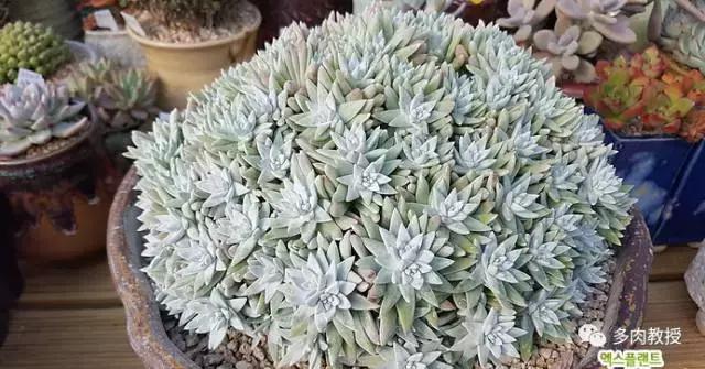 速看!韩国大棚主10大多肉镇店之宝,美呆了!