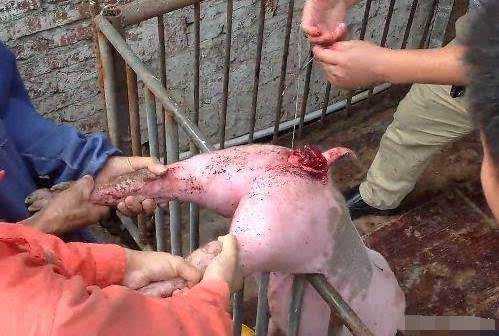 什么病会造成猪脱肛,猪脱肛病