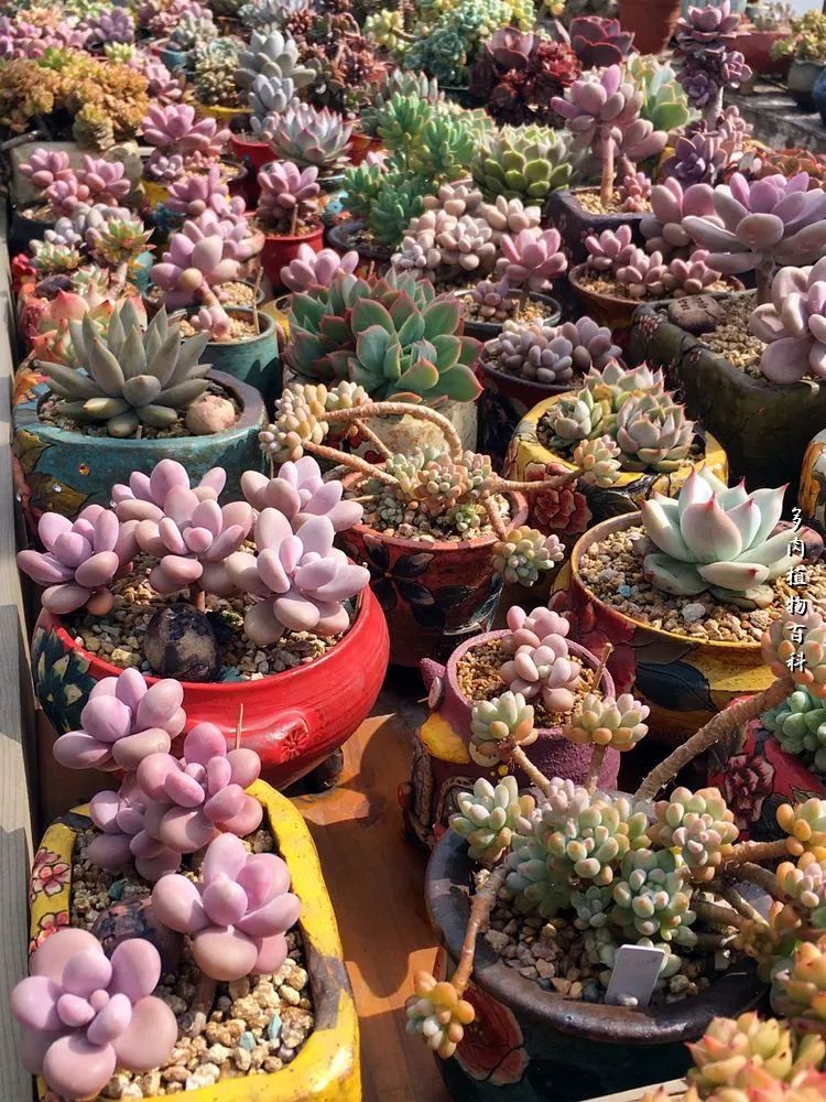 视觉盛宴美不胜收美图,视觉盛宴每个画面都美极了