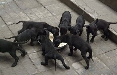 黑狼犬胆小怎么训练？黑狼犬的训练方法介绍！