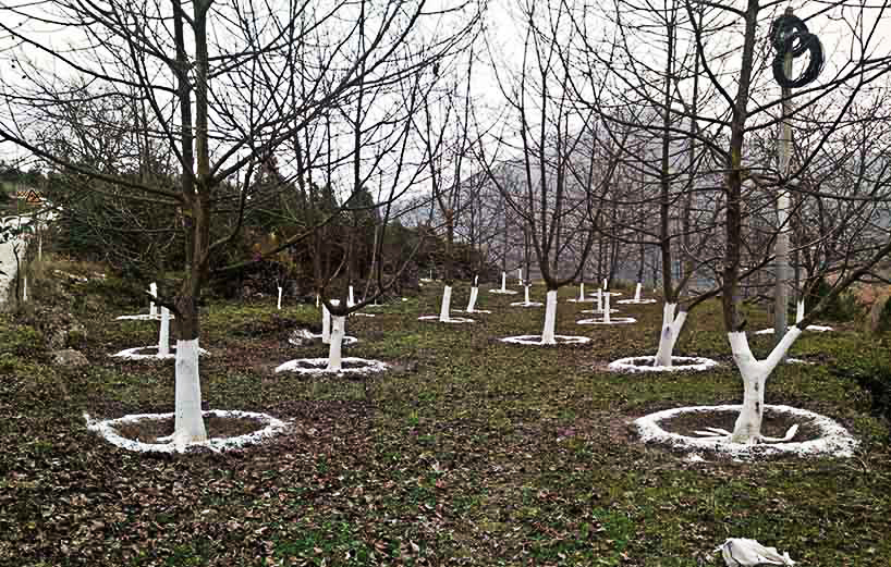 多多果园虫子怎么除掉,常见几种虫子的防治