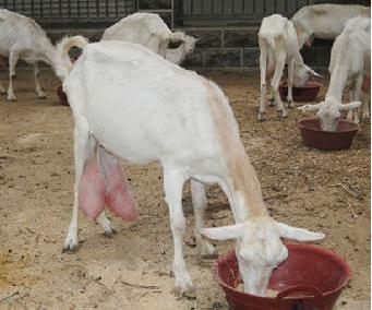 挤羊奶喝,现挤羊奶热了能喝吗