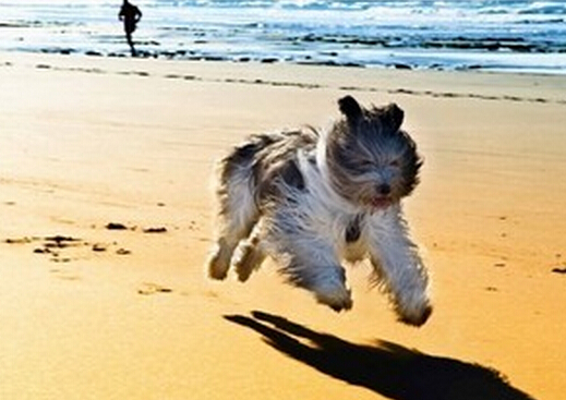 狗狗毛打结用什么洗,狗狗毛打结的处理方法