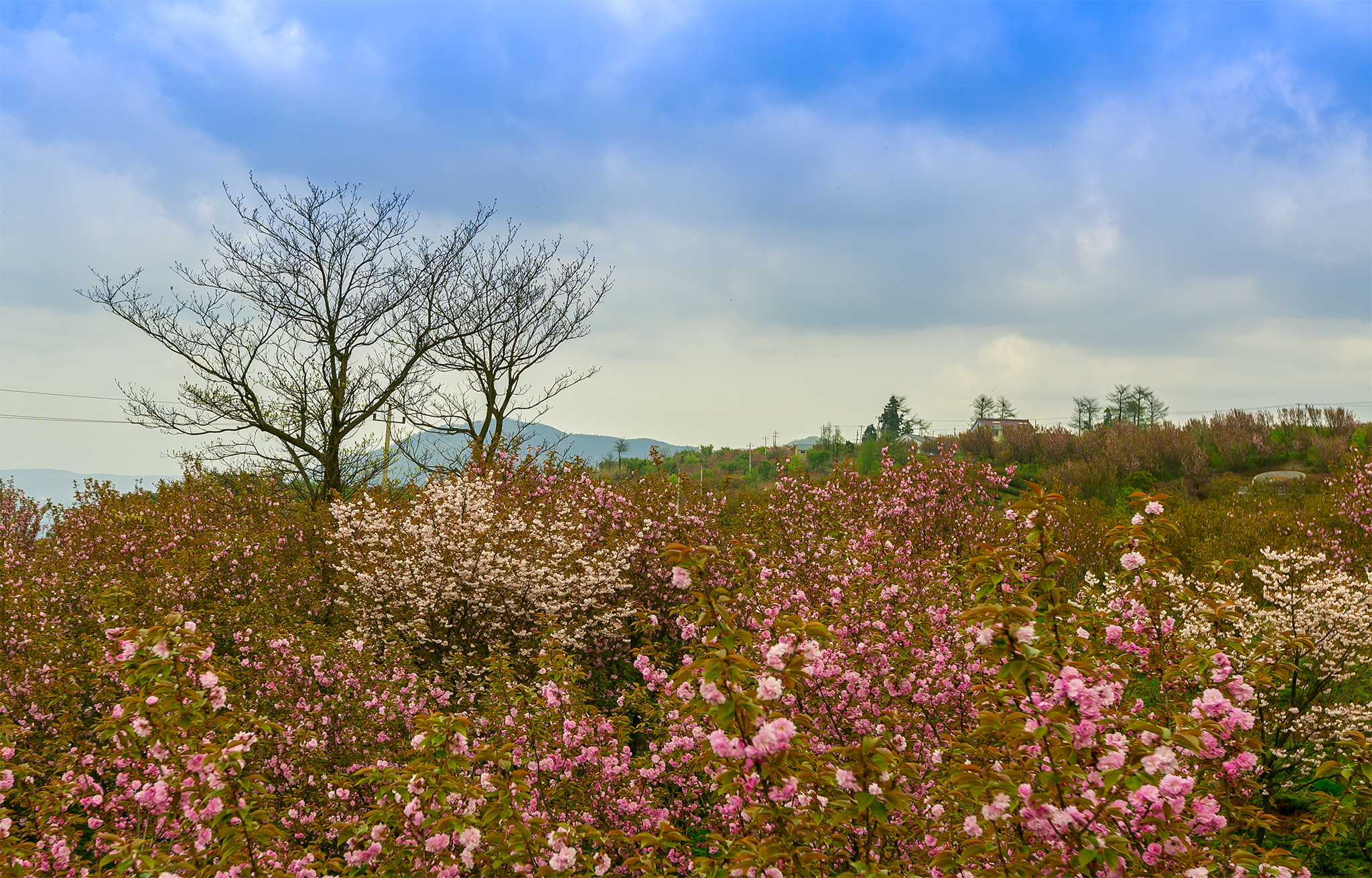 四明山地质公园和四明山森林公园,观四明山云海仙境有感