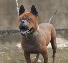 川东猎犬怎样才是正宗的,川东猎犬容易得病吗