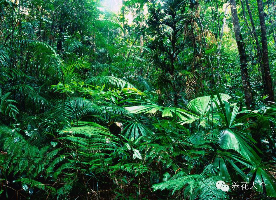 冷知识干货科普植物 (植物大战僵尸2冷门知识)
