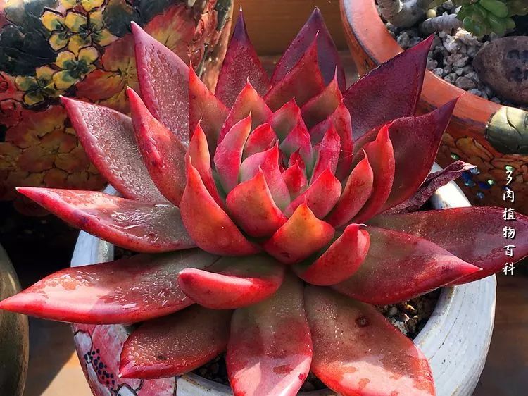 视觉盛宴美不胜收美图,视觉盛宴每个画面都美极了