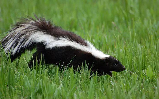 冬眠过冬动物,冬眠动物连连看