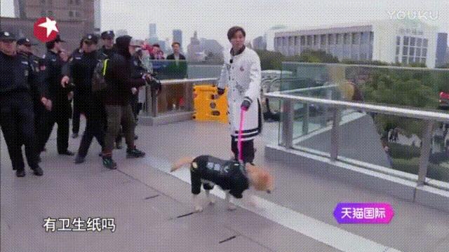 生活妙招：怎样去除狗狗身上的虱子？