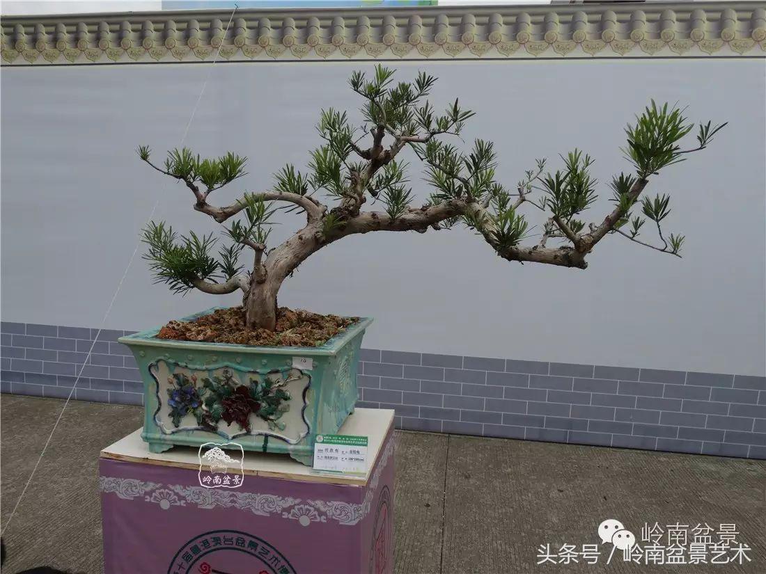 招财好运盆景,罗汉松开运招财