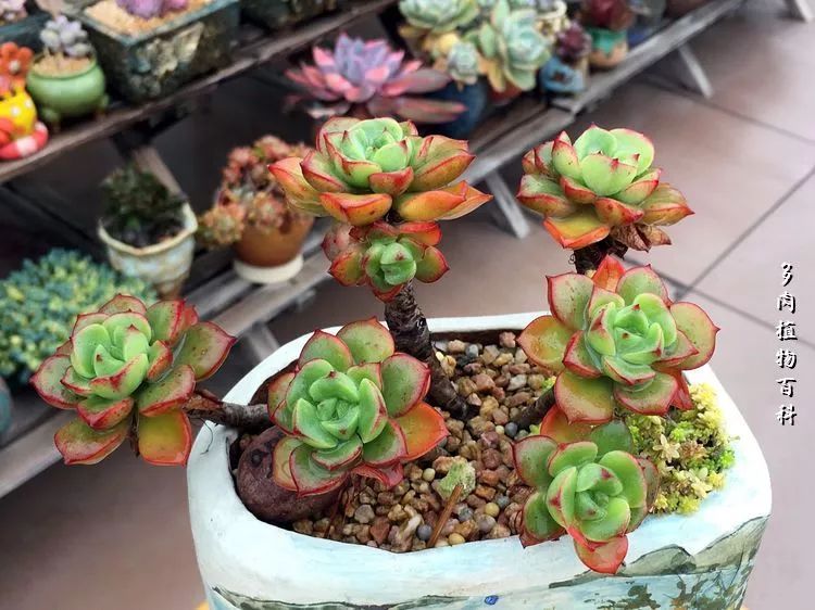 视觉盛宴美不胜收美图,视觉盛宴每个画面都美极了