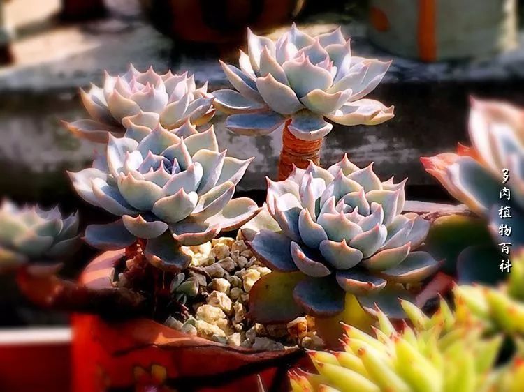 视觉盛宴美不胜收美图,视觉盛宴每个画面都美极了