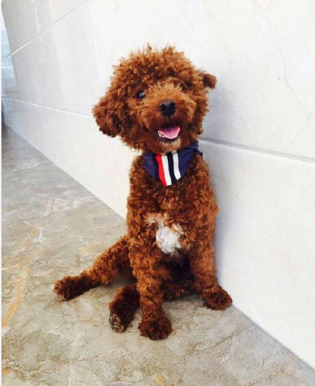 3个月比熊到处拉屎,3个月比熊往窝里尿尿怎么办