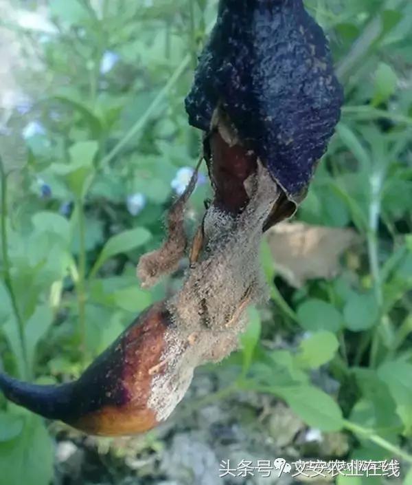 草莓灰霉病图谱及防治,黄皮果灰霉病图谱