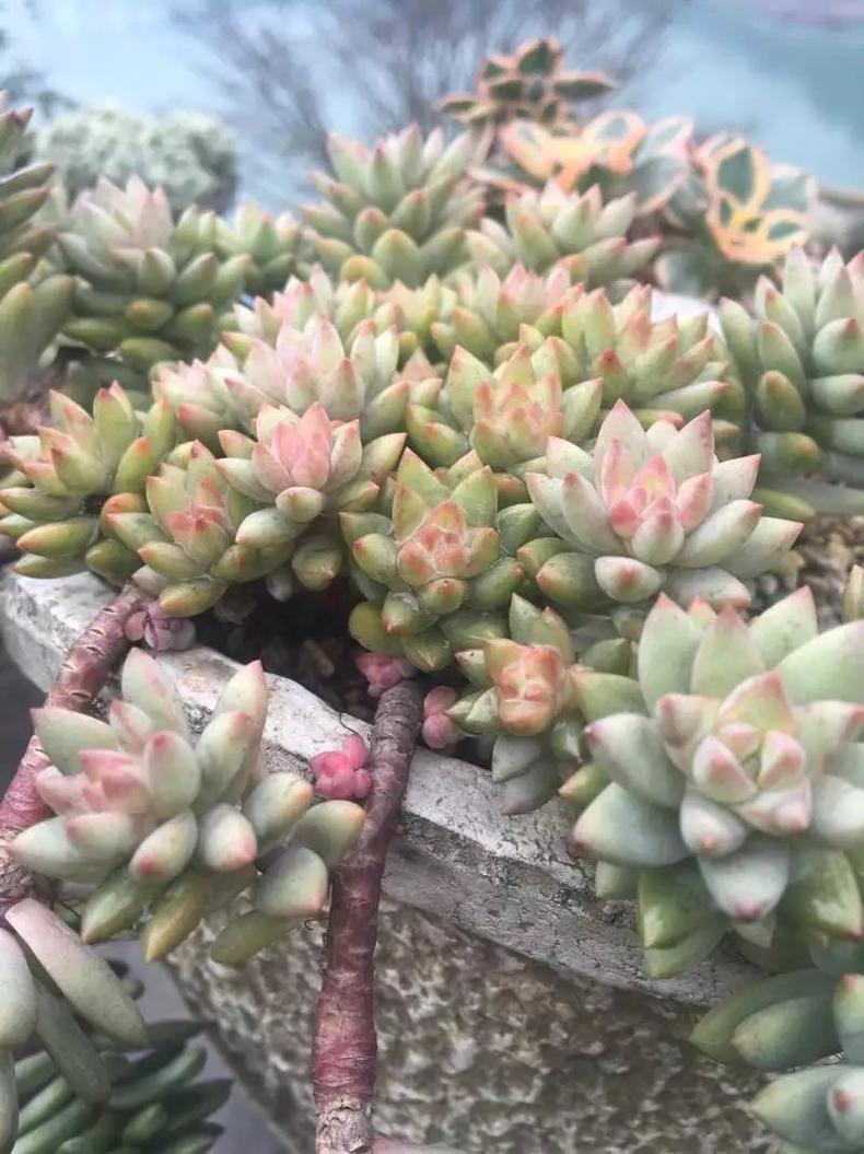 多肉老桩皮实还是小棵的好养,刚买回来的老桩多肉换盆注意事项