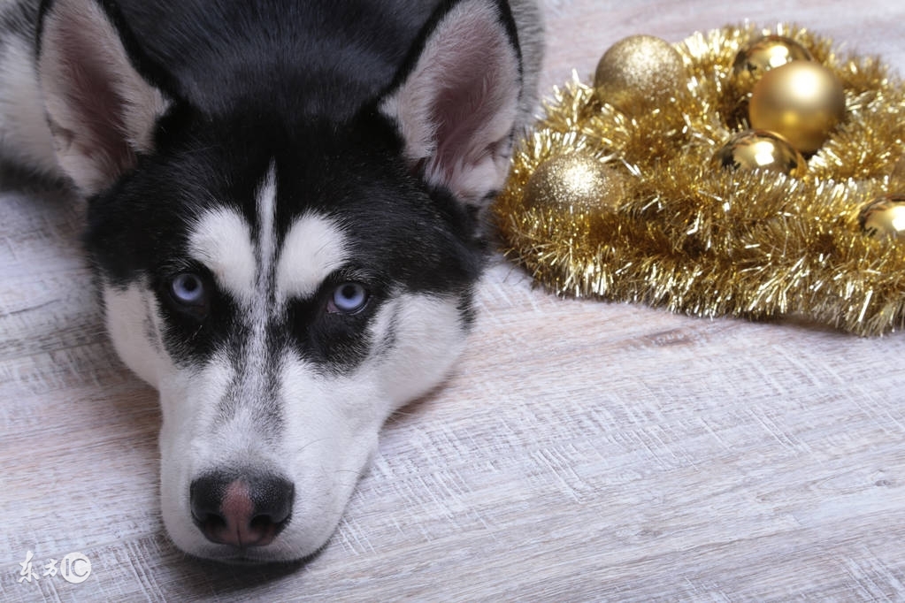 揭秘哈士奇不值钱3大谎言