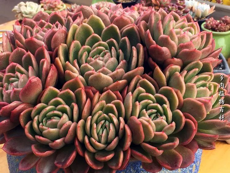 视觉盛宴美不胜收美图,视觉盛宴每个画面都美极了