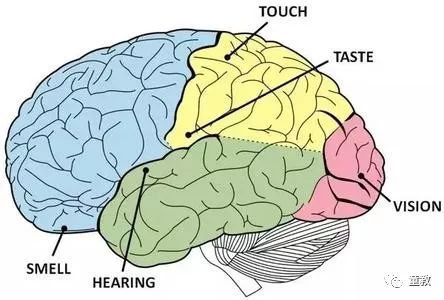 大脑皮层功能区划分图,大脑皮层怎么发育