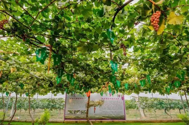 渭南葡萄园景区,渭南葡萄产业园观光游