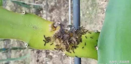 蚂蚁防治最好方法,蚂蚁防治小妙招