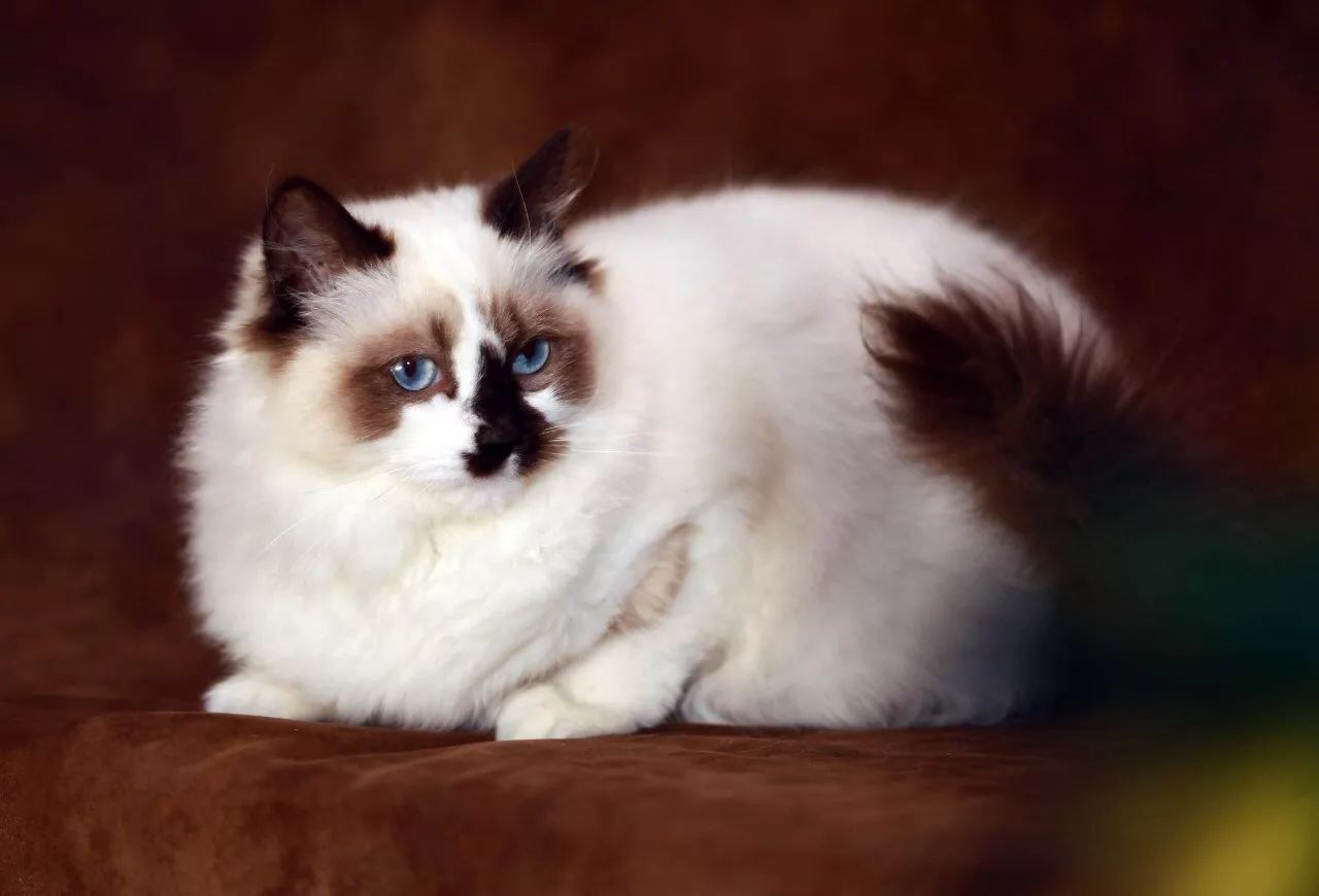 猫咪流产的原因及预防,猫咪流产一般发生在什么时候