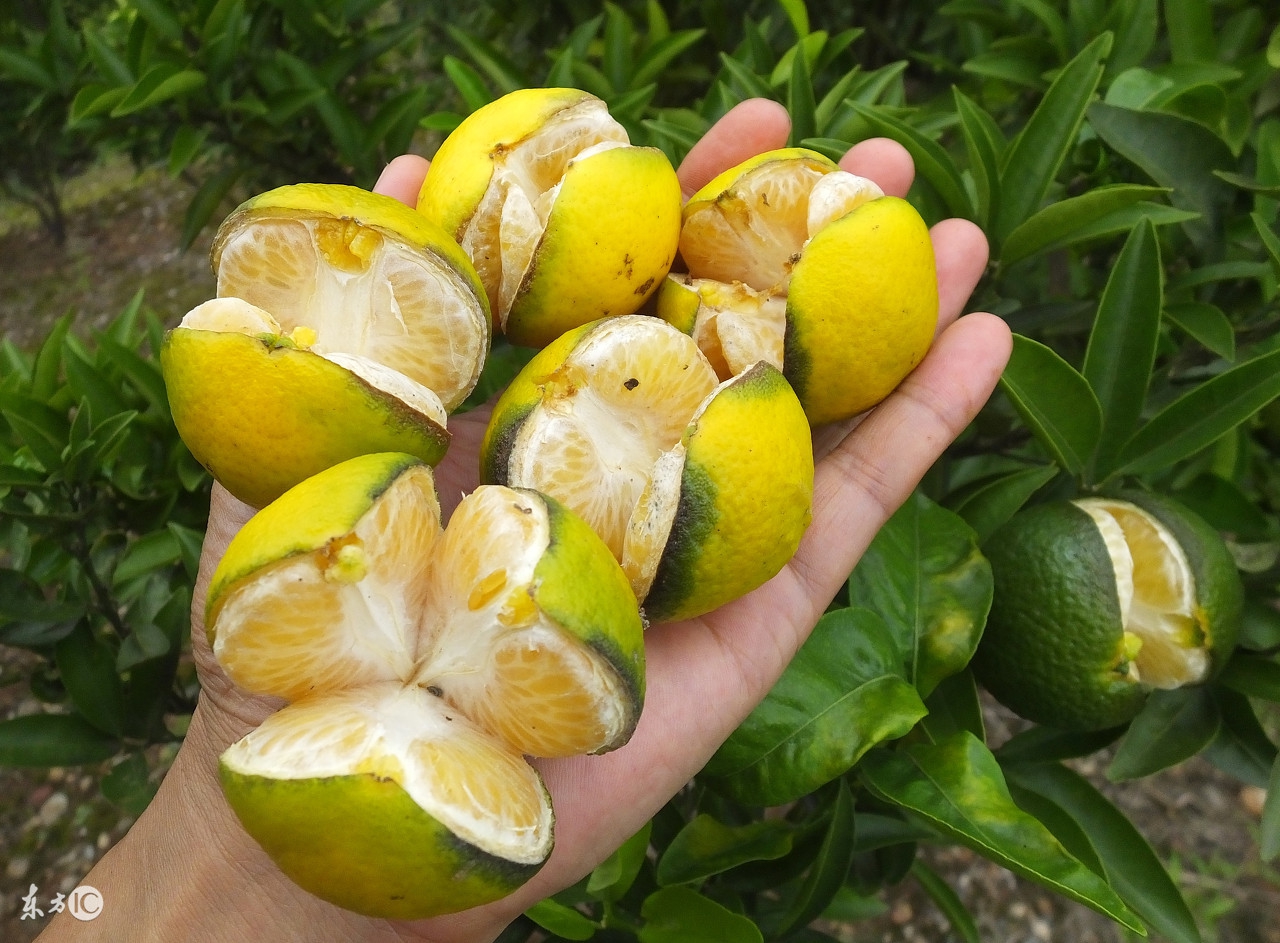 柑橘叶片发黄导致落叶是什么现象,柑橘落果的几种病