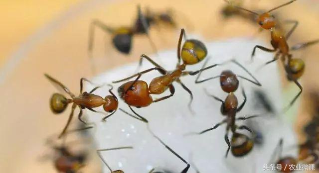 蚂蚁防治的有效方法,如何防治蚂蚁虫害的方法