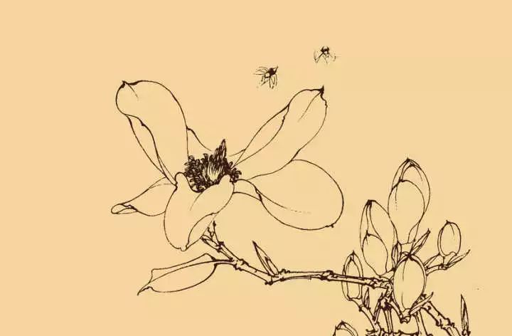 白描花卉技法基础入门,白描花卉简单入门