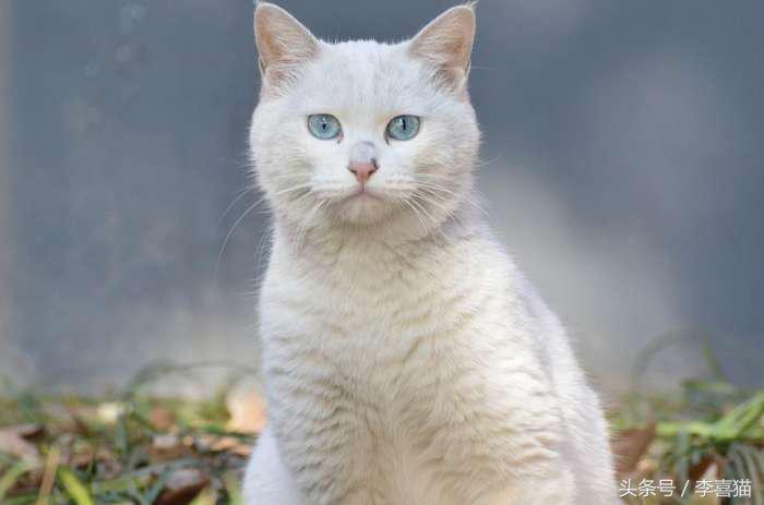 如果有人想要领养宠物该怎么问,有人想要领养一只小猫吗