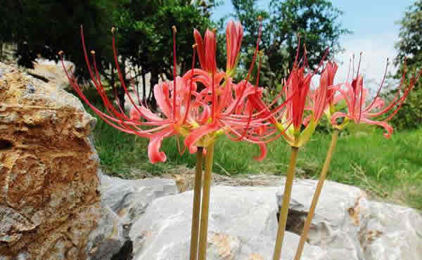 世界上十大最奇特的草之-没有“情意”的无义草（彼岸花）