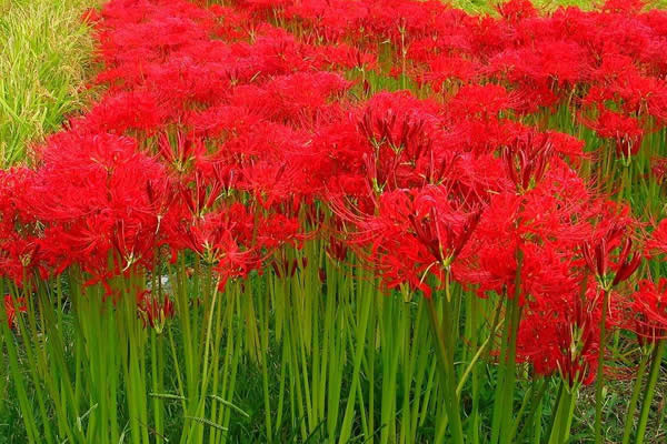 世界上最奇葩的草,世上最不可思议的植物