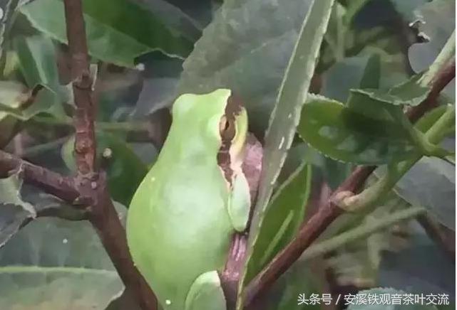 纯正铁观音有什么特点,什么是真正的铁观音茶