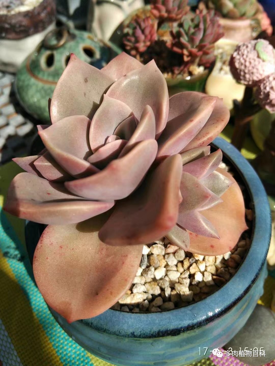 多肉的种植笔记,多肉知识大总结