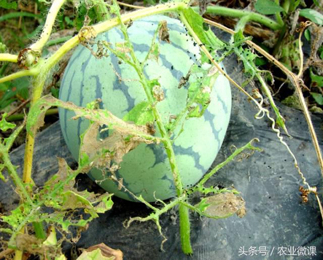 西瓜被虫咬怎么办,西瓜青虫怎么处理