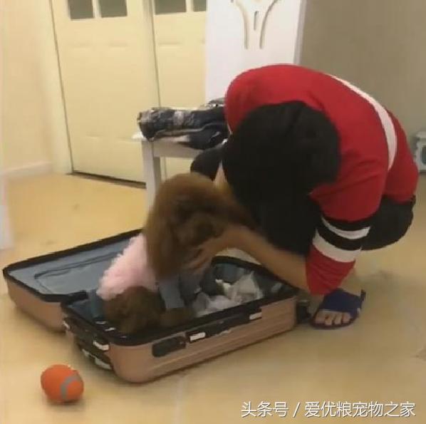 泰迪因为不愿意与出差的主人分开主动钻进行李箱，网友：粘人精