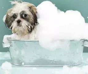 关于狗狗日常护理的视频,狗狗护理驱虫全套