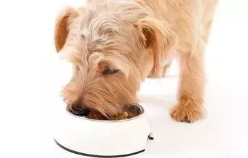 关于狗狗日常护理的视频,狗狗护理驱虫全套