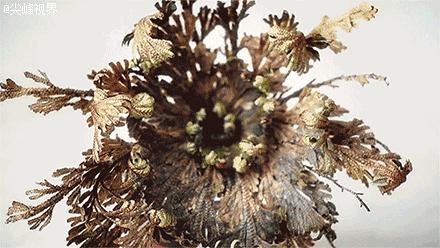 大v脸教程,大脸做出来的v脸图