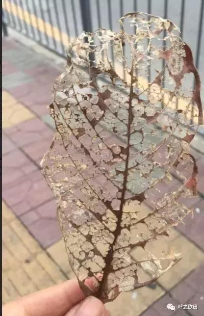 静谧时光随想,斑驳岁月斑斓生活