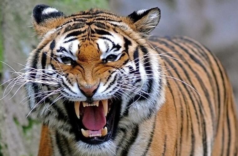 生肖运势大揭秘十二生肖的财运,十二生肖今年的财运和运势如何啊