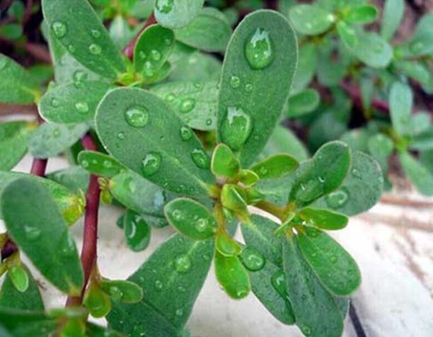 马齿苋在花盆怎么种,花盆怎么种马齿苋