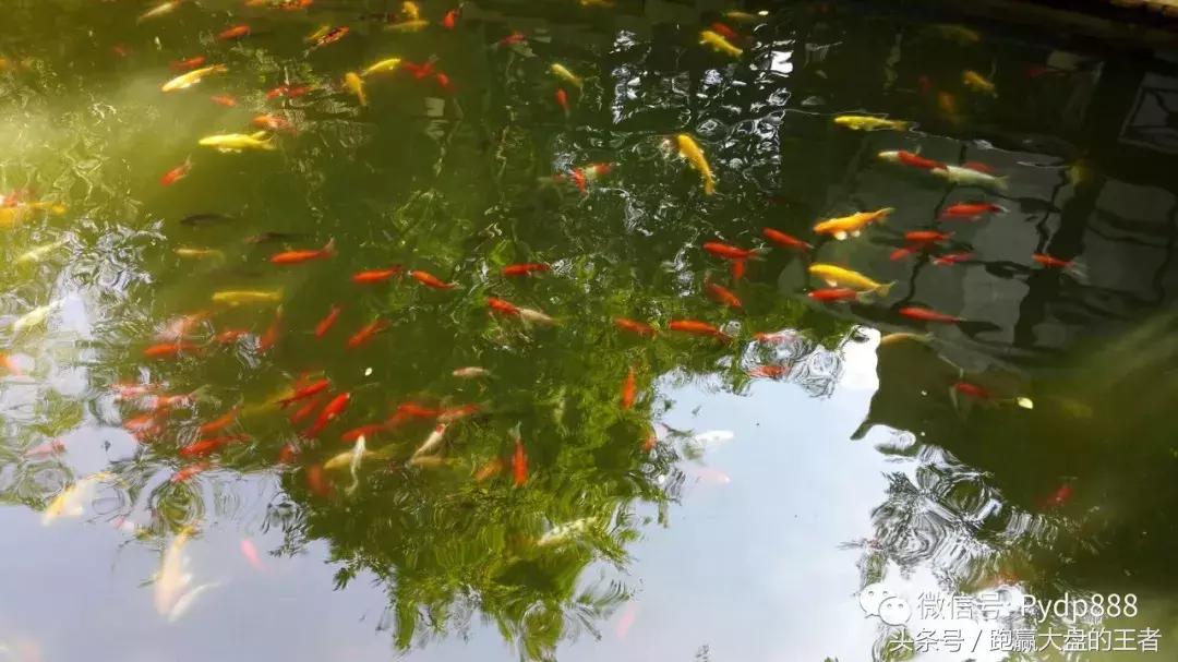 「斗K」理念把握遍地黄金，中国股市戏剧性场面何时出现？