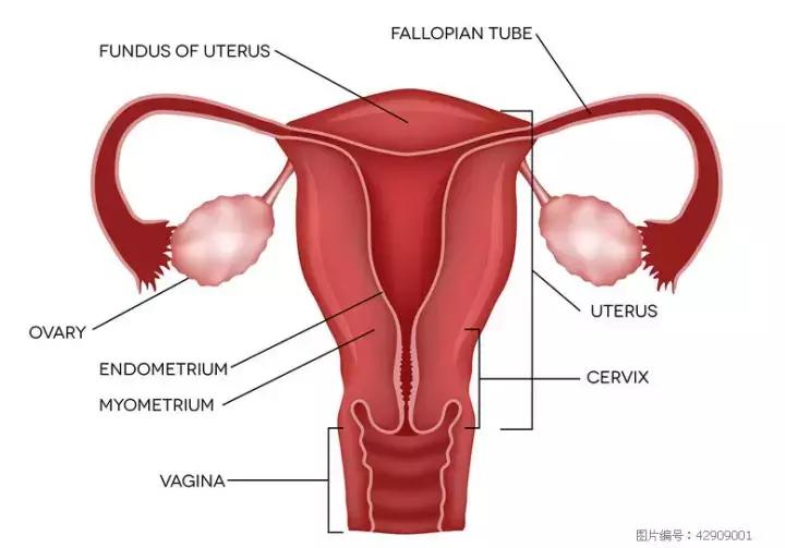 两个卵巢功能有差异吗,两个卵巢轮流排卵吗
