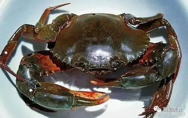 中国的螃蟹,螃蟹大赏的图片