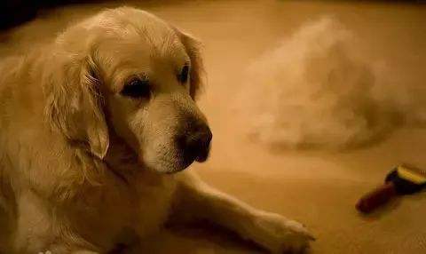 狗狗皮肤发红发痒掉毛是什么病,狗狗掉毛一块一块的是什么原因