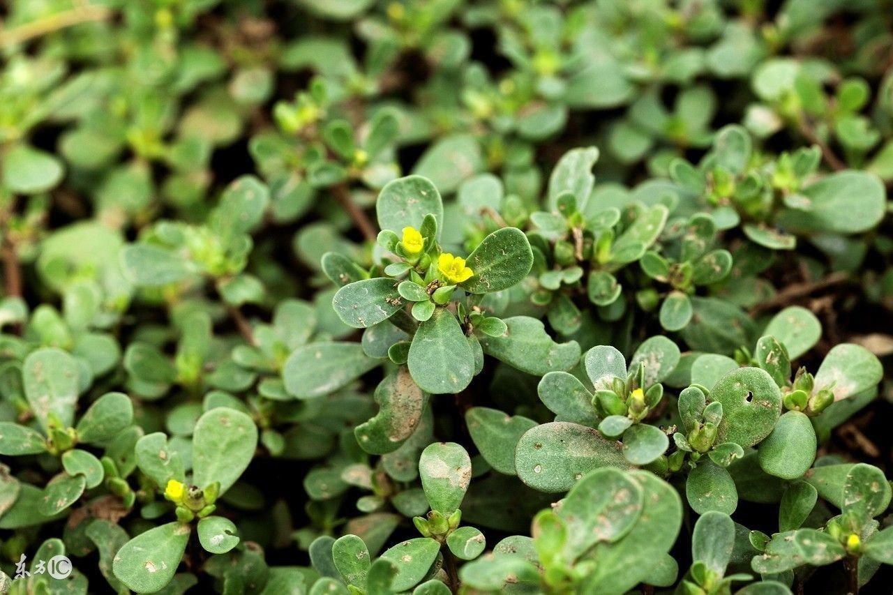 孕期慎吃的零食,孕期便秘吃什么食物比较好
