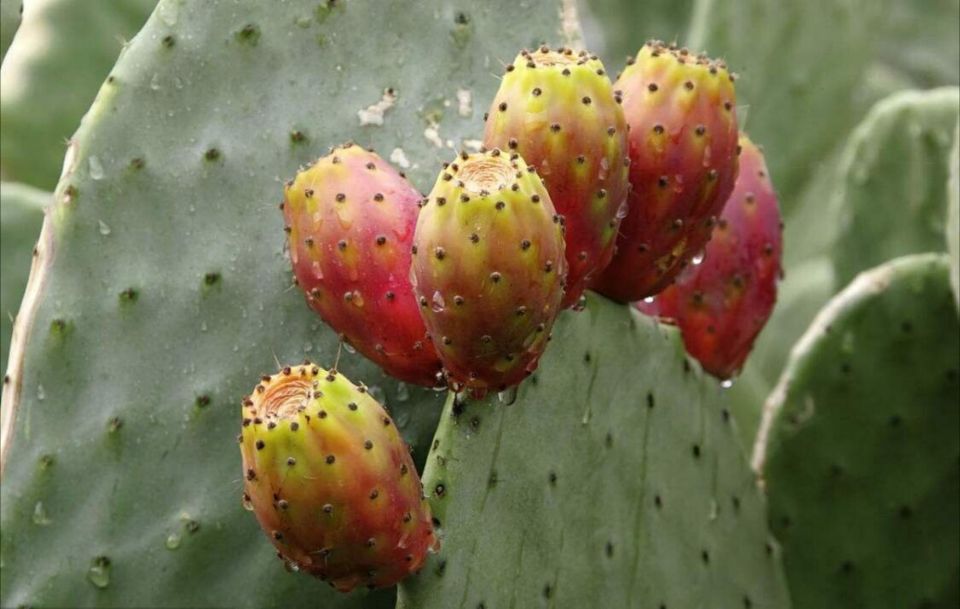 盘点世界上的奇特的水果,世界最奇葩罕见的20种水果