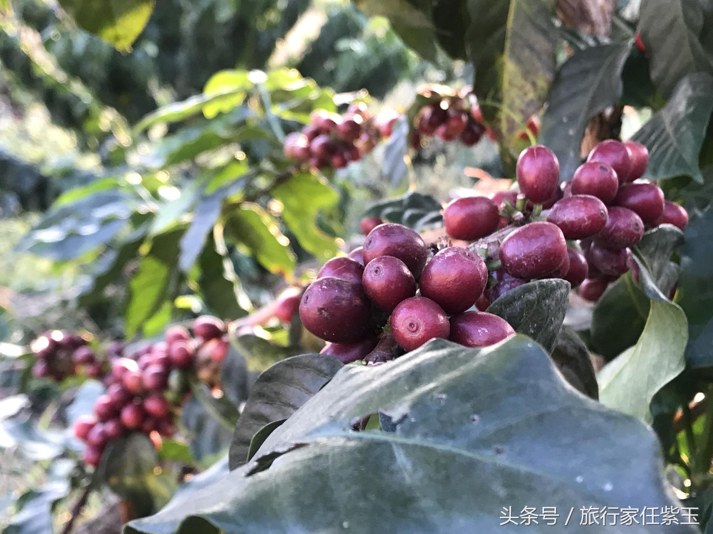 猫屎咖啡和普通咖啡有什么区别呢,猫屎咖啡和云南小粒咖啡哪个好