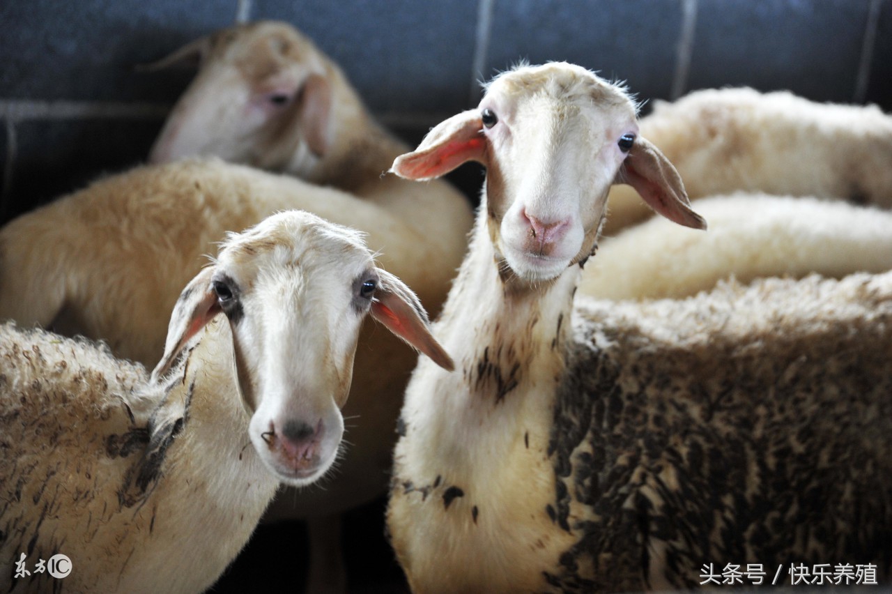 养殖羊怎么养最好,养好羊的技术视频